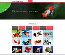 景觀魚ornamental-fish